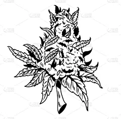 式样,衬衫,健康保健,占贾,品牌名称,植物,画画,复古