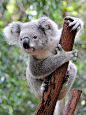 树袋熊,澳大利亚,特写,垂直画幅,灰色,可爱的,一只动物,哺乳纲,布里斯班,有袋亚纲