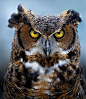 美洲雕鸮 Bubo virginianus 鸮形目 鸱鸮科 雕鸮属
Great Horned Owl by Brian Masters on 500px