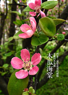 Imgg云在青天采集到各色植物