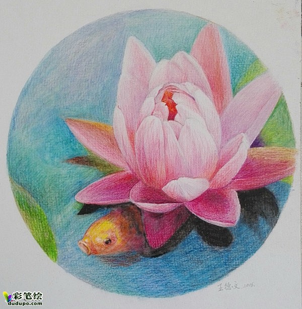 彩铅画（荷花）