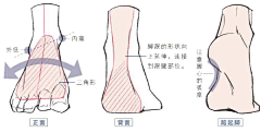 HK_Seigo采集到教程-形体