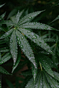 Morning Rain On Cannabis Plants