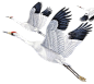 飞鹤