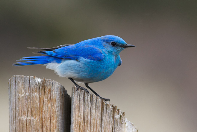 Mountain Bluebird by...