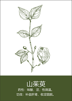 LIRYU采集到线绘植物