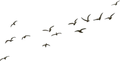团犰采集到生物
