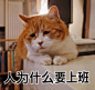 猫咪表情包_360图片