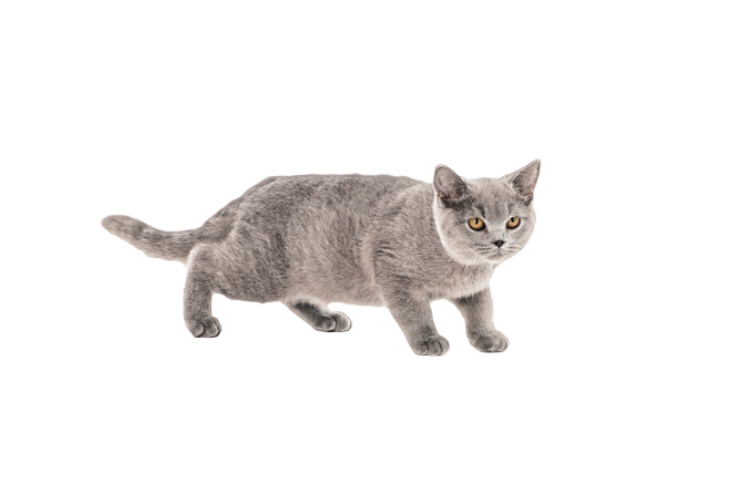 猫png