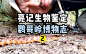 海南热带雨林第二集：仿佛金子铸造的甲虫、颜值一言难尽的兰花、震人心魄的金属绿豆娘