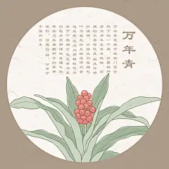 手绘万年青 百草集 中药材 名贵药材 中草药 中药 本草纲目 手绘值物花草 万年青