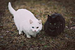 狸花一只春带雨采集到猫