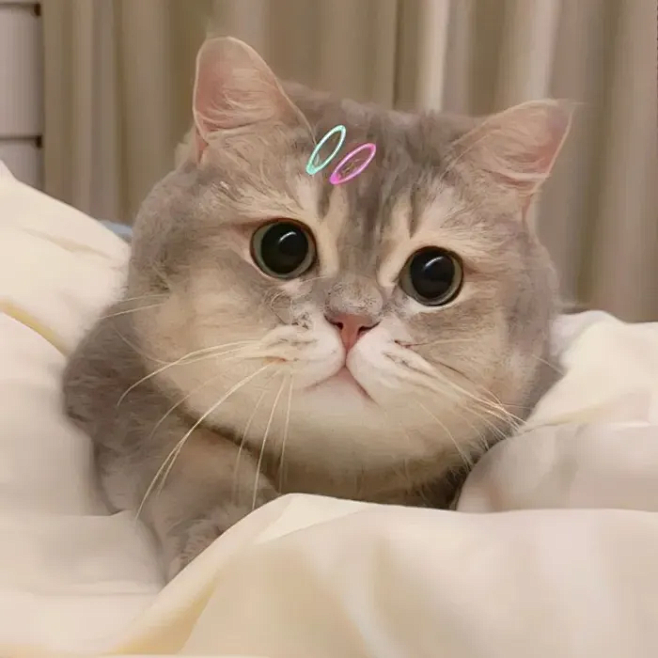 我 是 你 可爱 的 小 猫