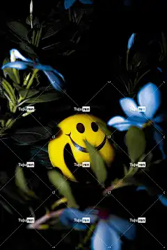 笑脸 表情符号 植物 花卉背景 自然 独自的 花壁纸 美丽的花朵