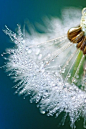 Dandelion Seeds