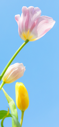 YH昇采集到花