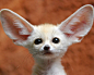 awwww-cute:

Baby Fennec Fox
