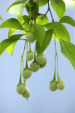 派大星爱吃鱼~采集到植物