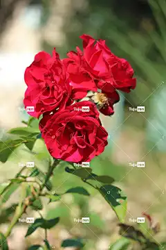 玫瑰 美丽的花朵 盛开 鲜花 自然 花卉 开花 美丽的壁纸 红色