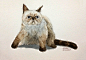#手绘#，#水彩#，#插画#，#猫咪#