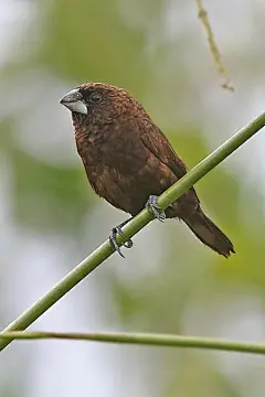 雀形目·梅花雀科·文鸟属：暗栗文鸟