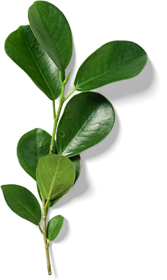 箬蓝_采集到植物