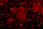 甜蜜的暗红玫瑰婚礼墙背景。装饰情人节花。