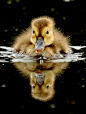 swim, little duck, swim