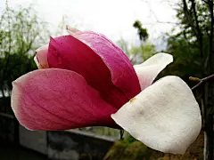 春雨花开20130317-雪儿的相册