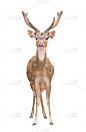 轴鹿,分离着色,自然,垂直画幅,美,褐色,野生动物,可爱的,斑点,野外动物