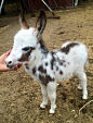 Minature donkey: