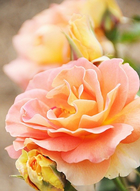 peach roses...#春暖花开#...