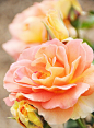 peach roses...#春暖花开##小清新#