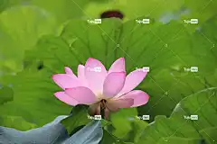 莲花 花 美丽的花朵 花壁纸 粉红色的花 花瓣 粉红色的花瓣 盛开