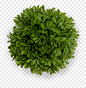 Organic Quality Takes Time - Top View Bush Png, Transparent Png - vhv