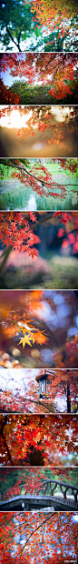【五彩之秋与清晨暖阳--枫叶篇】摄于杭州太子湾