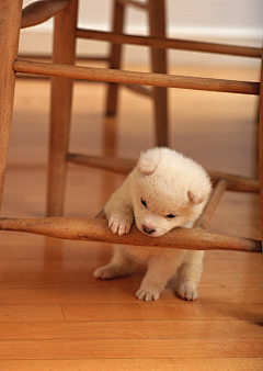 巴福尔德磊子采集到萌犬