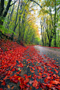 秋天的红色枫叶落叶风景图片_高清风景图片_素材中国16素材网