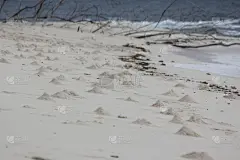 山,螃蟹,海滩,非洲,塞舌尔,岛,同辈表亲,水,天空,水平画幅
