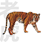 老虎