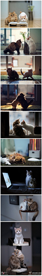 摄影师Ben Torode用镜头为自己的小猫拍摄了一组照片，这两只相互作伴的可爱小猫相当擅长当模特卖萌。（图转）
