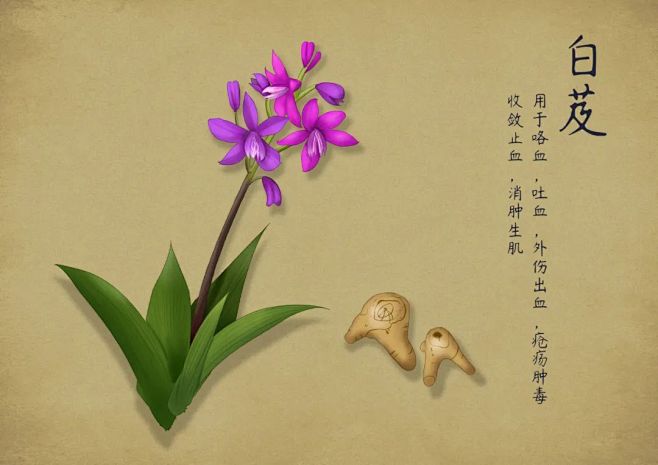 白芨