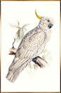 彩色斑斓鸟类挂画 5810156