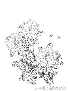 工笔白描《花卉》