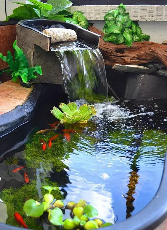 庭院 · 鱼池