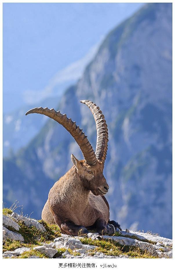 Alpine ibex in Slove...