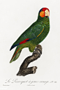 鹦鹉图鉴● 红头亚马逊鹦鹉