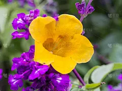 紫花中的黄花