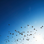 flock of bird flying in sky