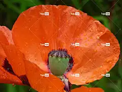 罂粟 花 花卉背景 发光的 花瓣 花壁纸 如花 景观 美丽的花朵